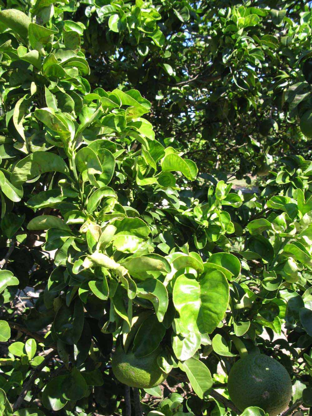              Sun leaves (Bouquet de Fleurs, Winter Haven, FL)       